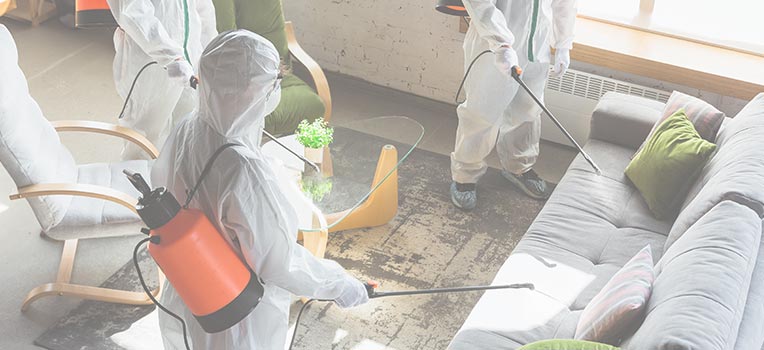 Mold Remediation Services
