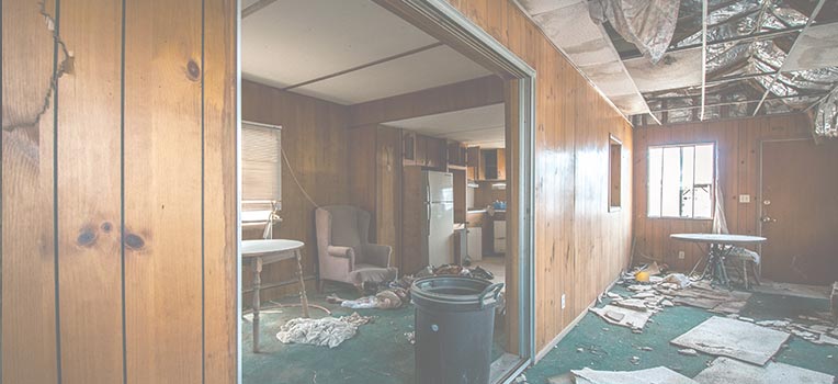 Mold Damage Services