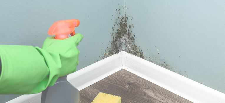 Mold Damage Restoration Services