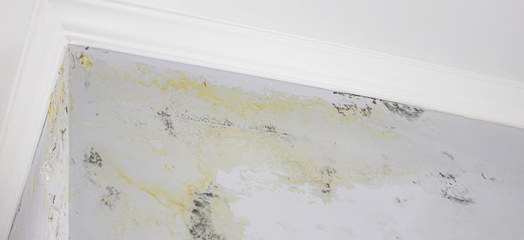 Mold Damage Services
